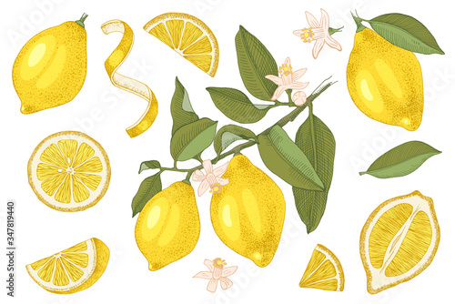 Hand drawn lemons collection.