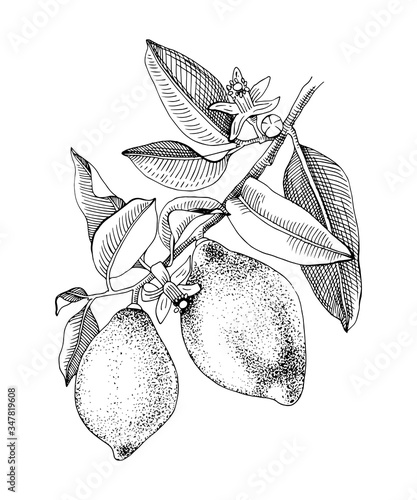 Hand drawn blooming lemon branch with ripe fruits