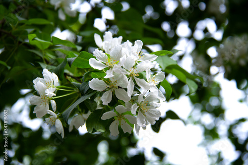 White blossom, apple tree branch, spring, city.
