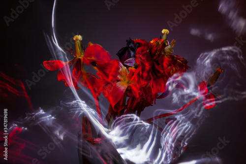 Dying tulip bouquet in red light and in a haze, concept of agony.