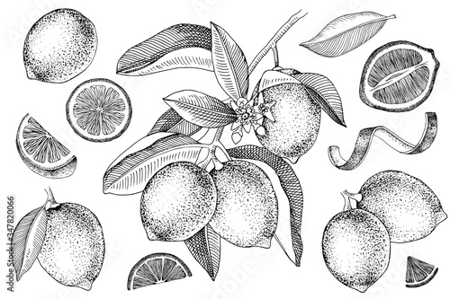 Hand drawn limes. Blooming lime branch, half of lime, lime slices, skin and leaves.