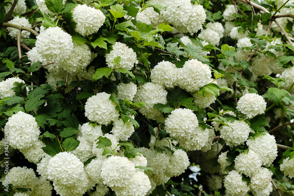 Beautiful viburnum snowball tree blooming in the garden Beautiful viburnum snowball tree blooming in the garden