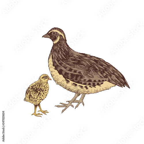 Stampa su tela Hand drawn quail familie