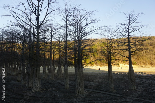 The water has left the cypress lake, and these mighty trees look helpless. They are waiting for the rains.
