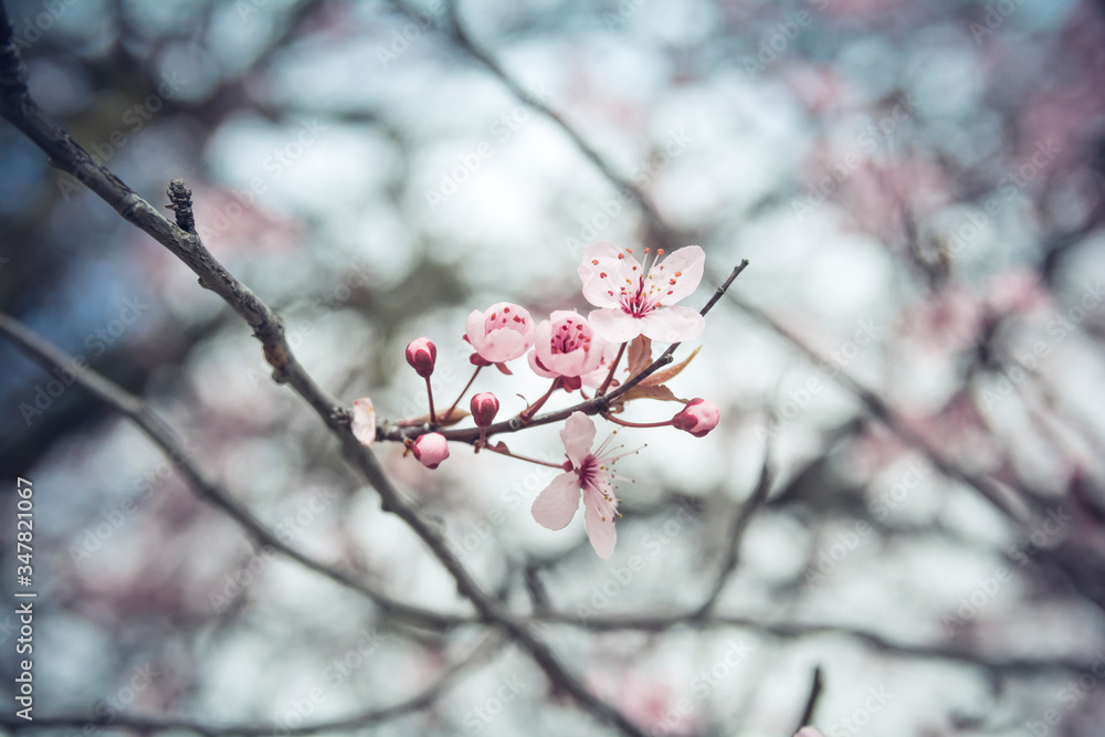 Peach tree branch in bloom - Peach flower blossom - Springtime - Blossom texture of branches and flowers, Japanese ceremony, frailty concept Peach tree branch in bloom - Peach flower blossom - Springtime - Blossom texture of branches and flowers, Japanese ceremony, frailty concept