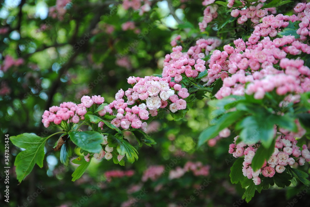 Close up of an abundantly flowering branch of a hawthorn tree cultivar (Crataegus laevigata) with double pink flowers Close up of an abundantly flowering branch of a hawthorn tree cultivar (Crataegus laevigata) with double pink flowers