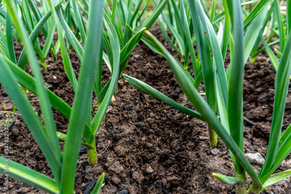 Young sprouts of garlic on a bed close-up. Young sprouts of garlic on a bed close-up.