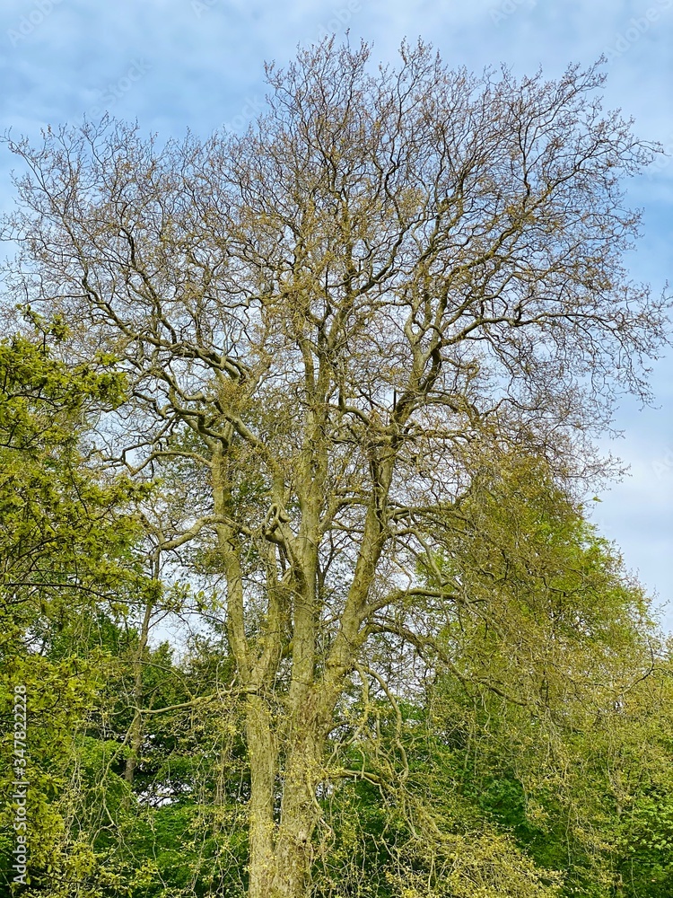 Fototapeta premium trees in the park