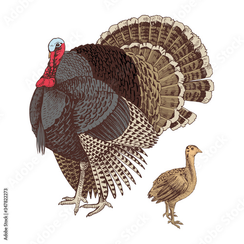 Hand drawn turkey and poult.