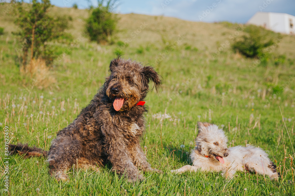 Funny shepherd mix breed dog having fun outdoors. Funny shepherd mix breed dog having fun outdoors.