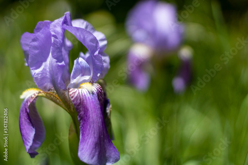 purple oleander flower