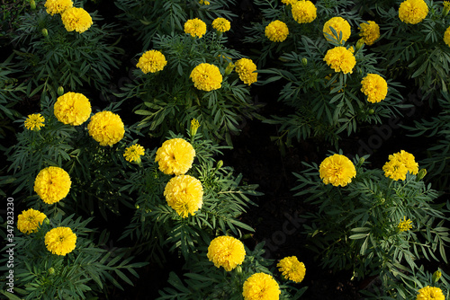 Yellow blossom flower in the garden . Bokeh yellow flower. Tropical flower in summer. 