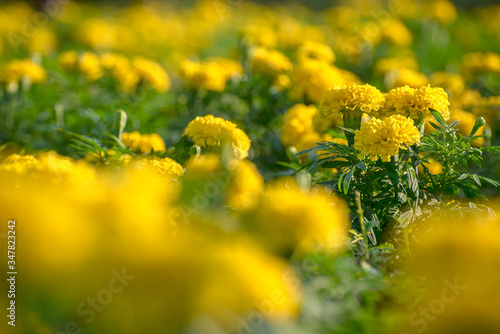 Yellow blossom flower in the garden . Bokeh yellow flower. Tropical flower in summer. 