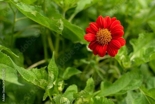 Red blossom flower in the garden . Bokeh Red flower. Tropical flower in summer. 