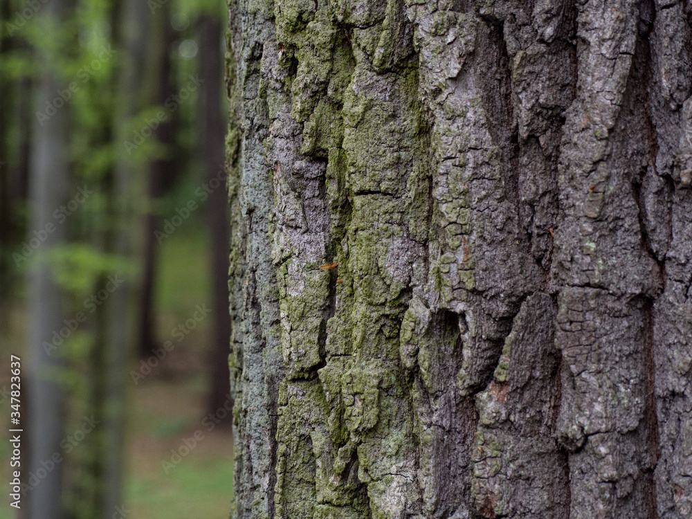 Oak trunk in decidous forest. Bark structure. Oak trunk in decidous forest. Bark structure.
