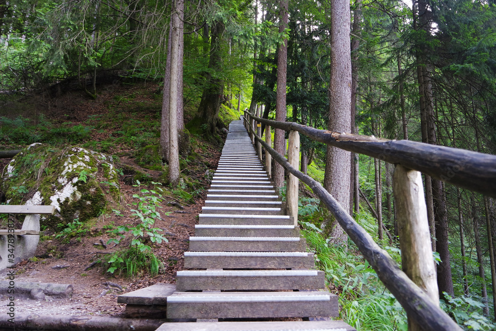 Forest trail