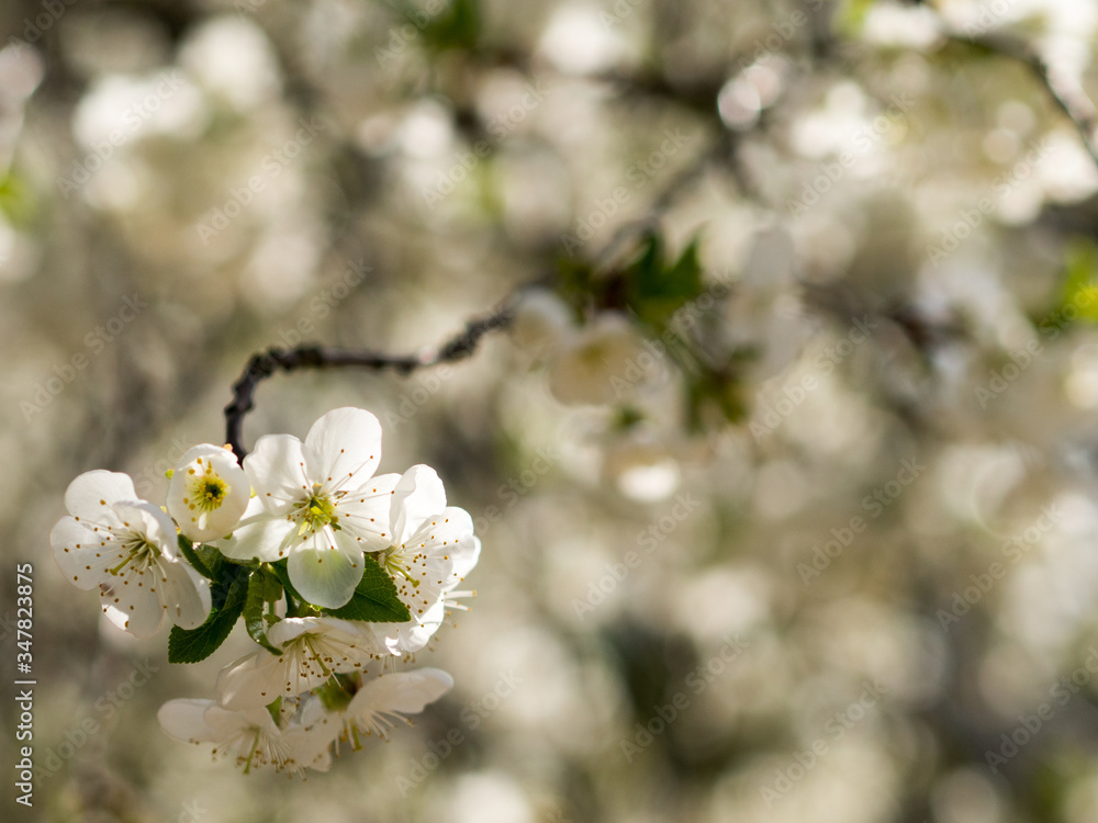 Cherry blossom in the spring. White flowers. Cherry blossom in the spring. White flowers.