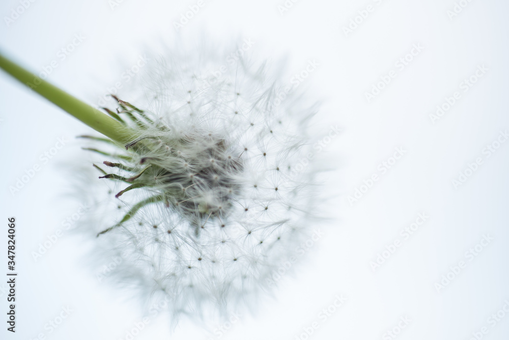 goldgelber Löwenzahn und zarte Pusteblumen