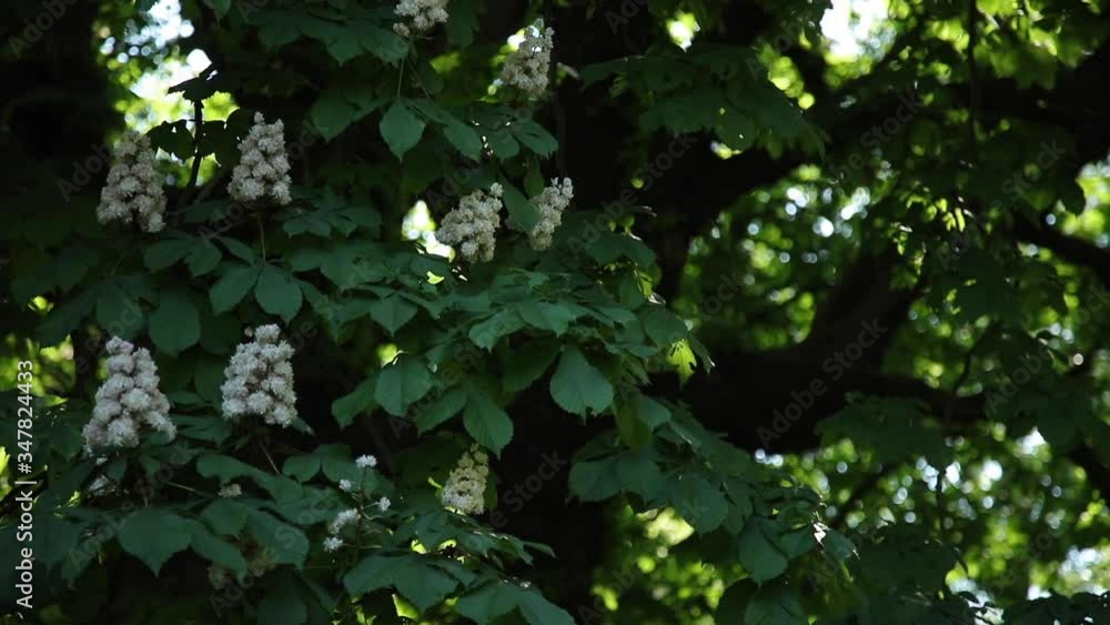 Aesculus beautiful flowers on the chestnut tree Aesculus beautiful flowers on the chestnut tree
