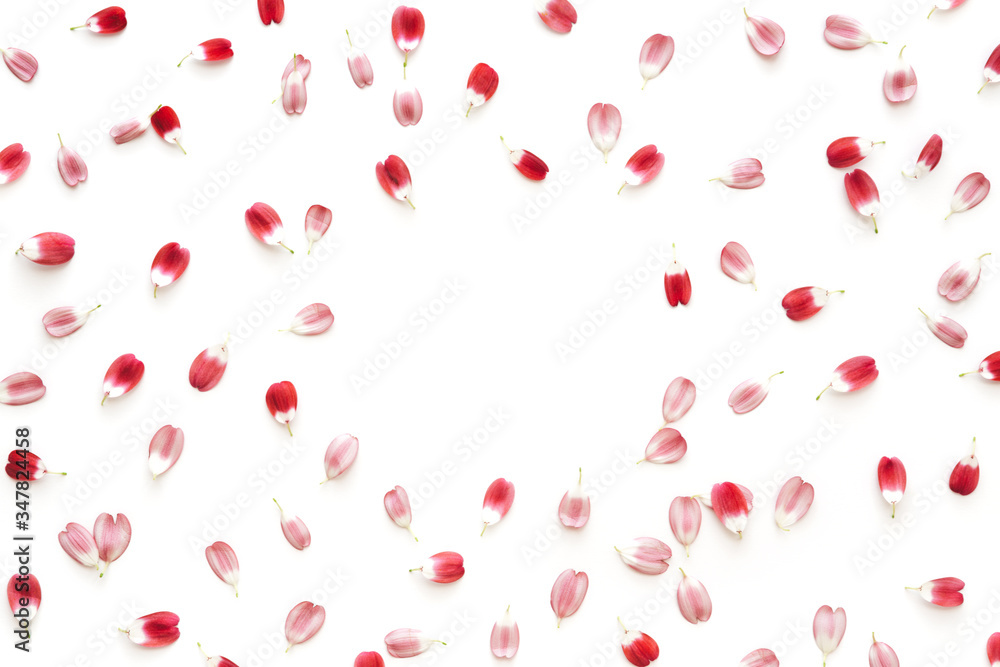 Red Petals On White Background