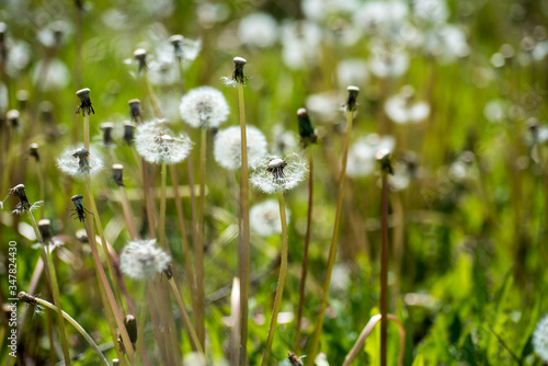 goldgelber L  wenzahn und zarte Pusteblumen