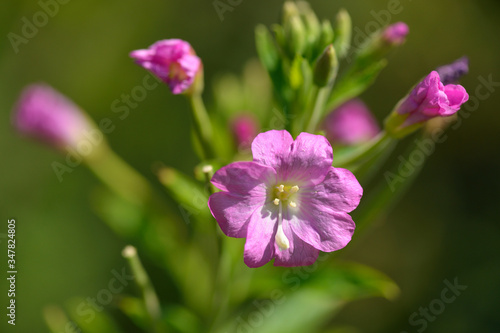 Blüten des Zottigen Weidenröschen (Epilobium hirsutum)