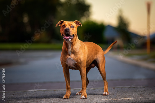 Zena the cute puppy
