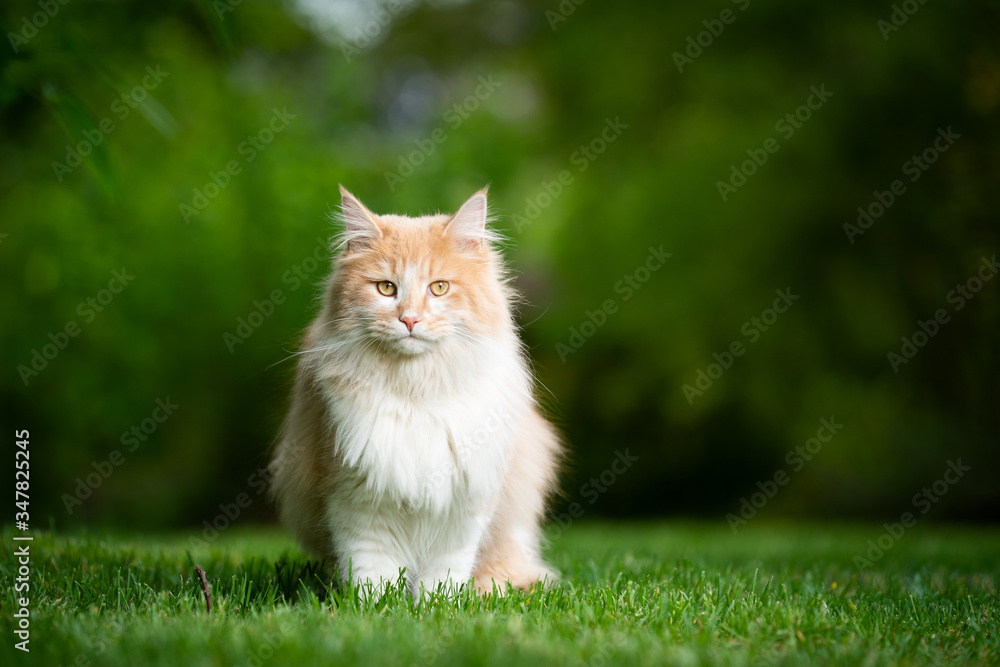 cream tabby white maine coon cat sitting on grass looking at camera with copy space cream tabby white maine coon cat sitting on grass looking at camera with copy space