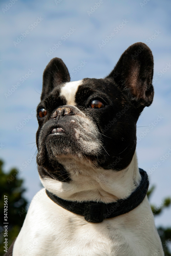 Close up portrait of a French Bulldog looking at the sky.