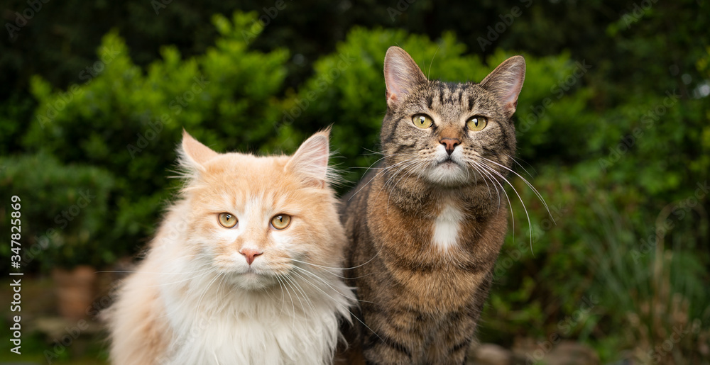 two different breeds of cats  side by side outdoors in the garden. maine coon longhair cat on the left and shorthair cat on the right