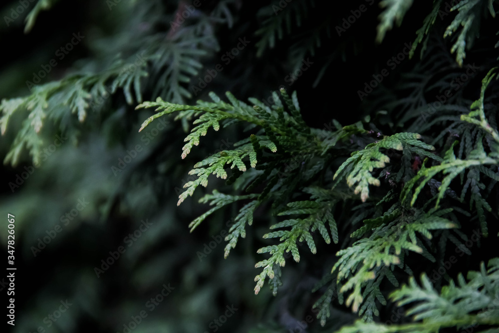 Thuja occidentalis 'Brabant' Thuja occidentalis 'Brabant'