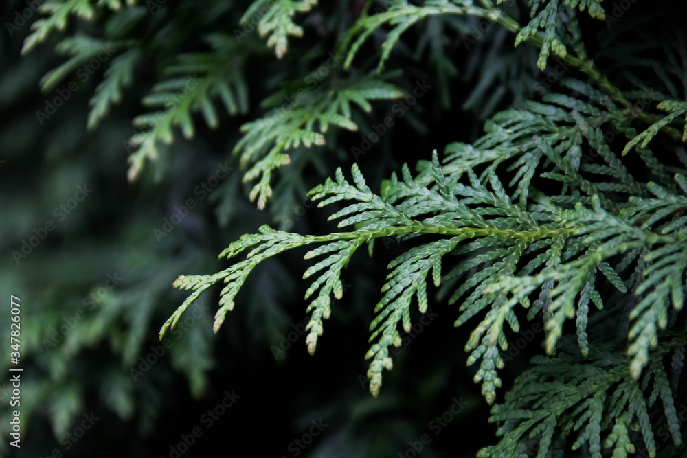 Thuja occidentalis 'Brabant' Thuja occidentalis 'Brabant'