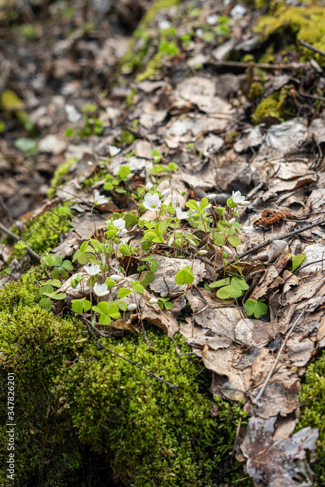 an edible mushroom of the Morel genus .Morels grow in spring in forests, parks, gardens, and steppes.Spring forest. an edible mushroom of the Morel genus .Morels grow in spring in forests, parks, gardens, and steppes.Spring forest.