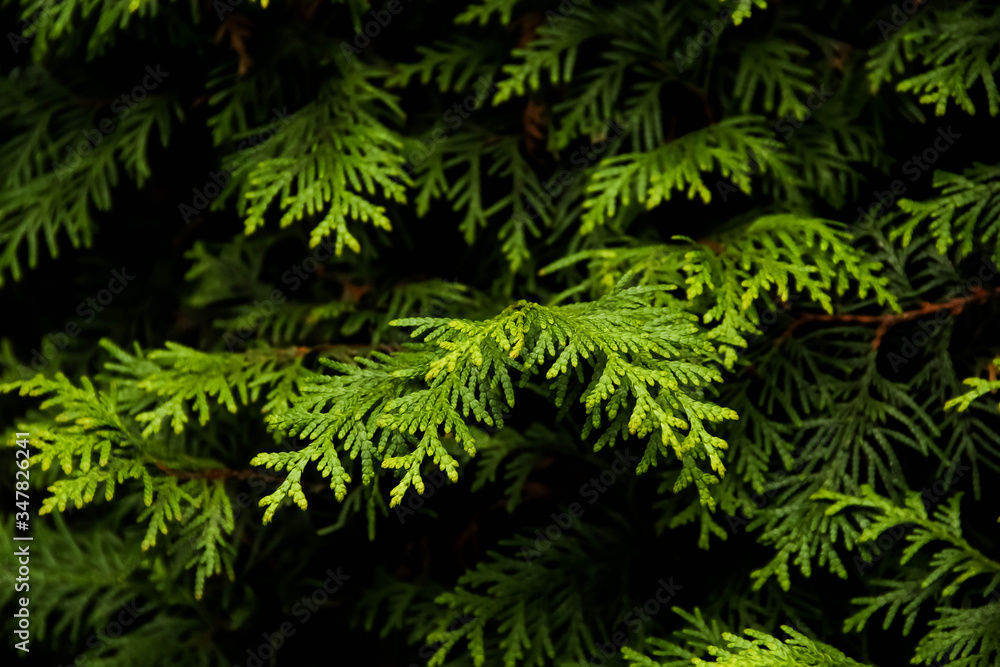Thuja occidentalis 'Brabant' Thuja occidentalis 'Brabant'