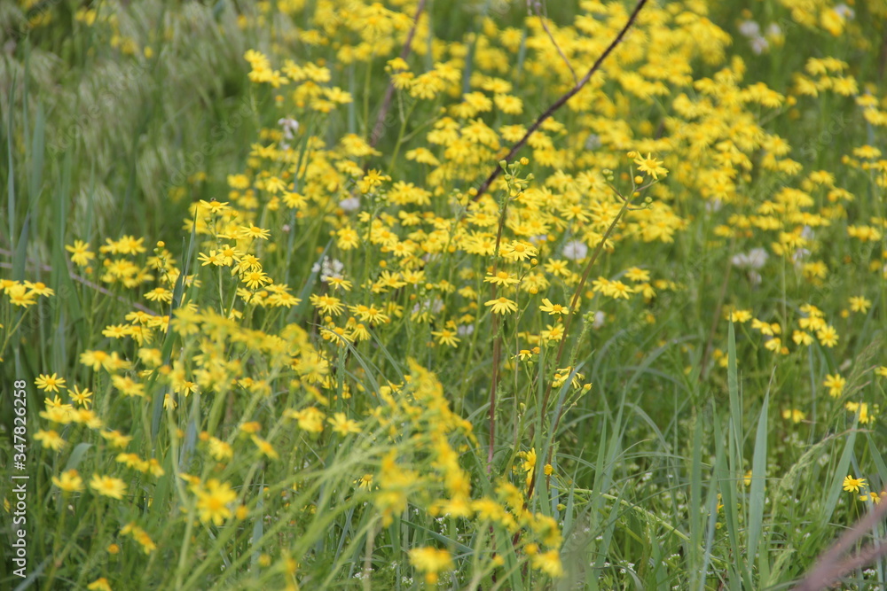 Obraz premium field of dandelions