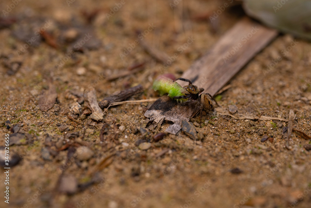 Adanson’s House Jumper caught a caterpillar in a garden. Adanson’s House Jumper caught a caterpillar in a garden.