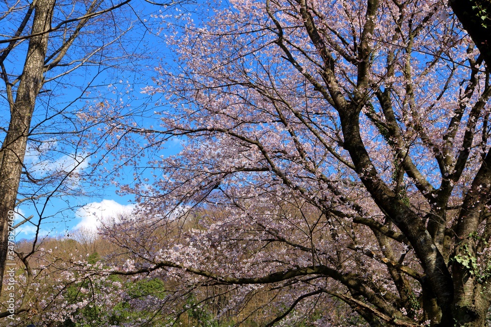 桜　空　風景　杤木