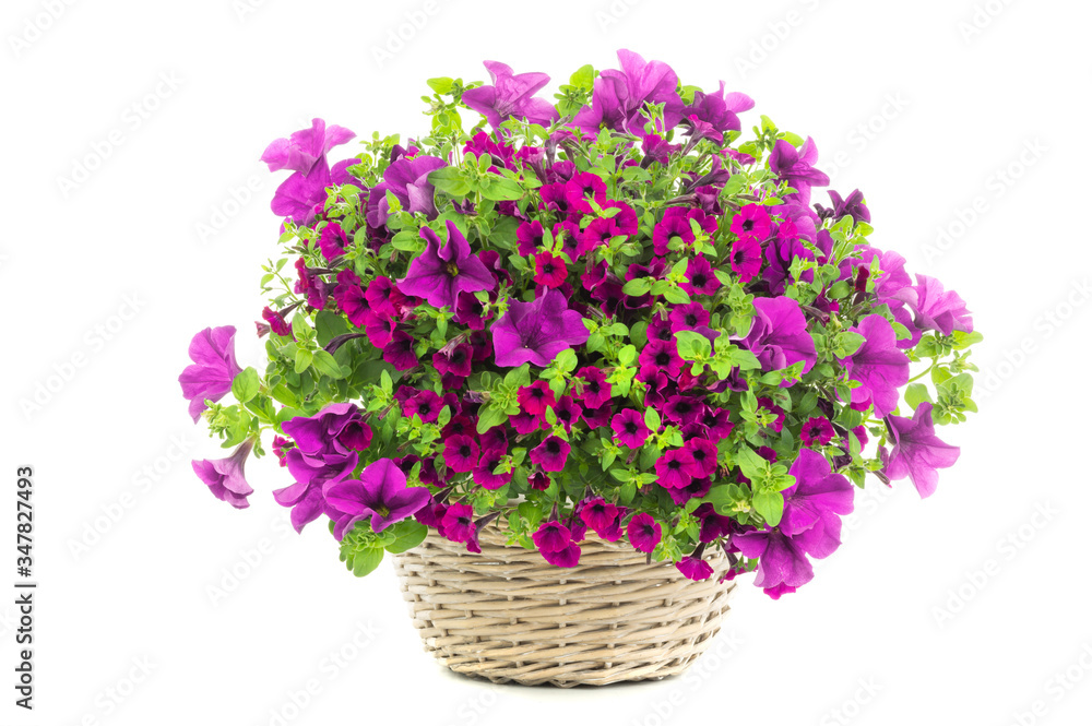 Beautiful bouquet of flowers surfinia  in a pot isolated on a white background.