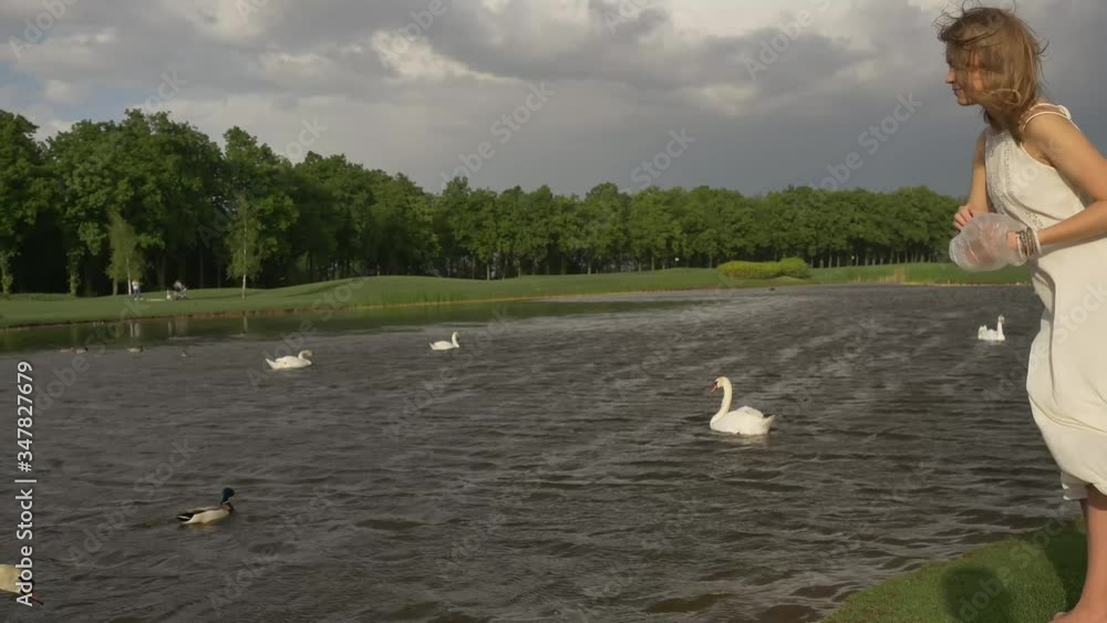 Beautiful girl in a white dress feeds bread swans in a pond. Strong wind develops hair Beautiful girl in a white dress feeds bread swans in a pond. Strong wind develops hair