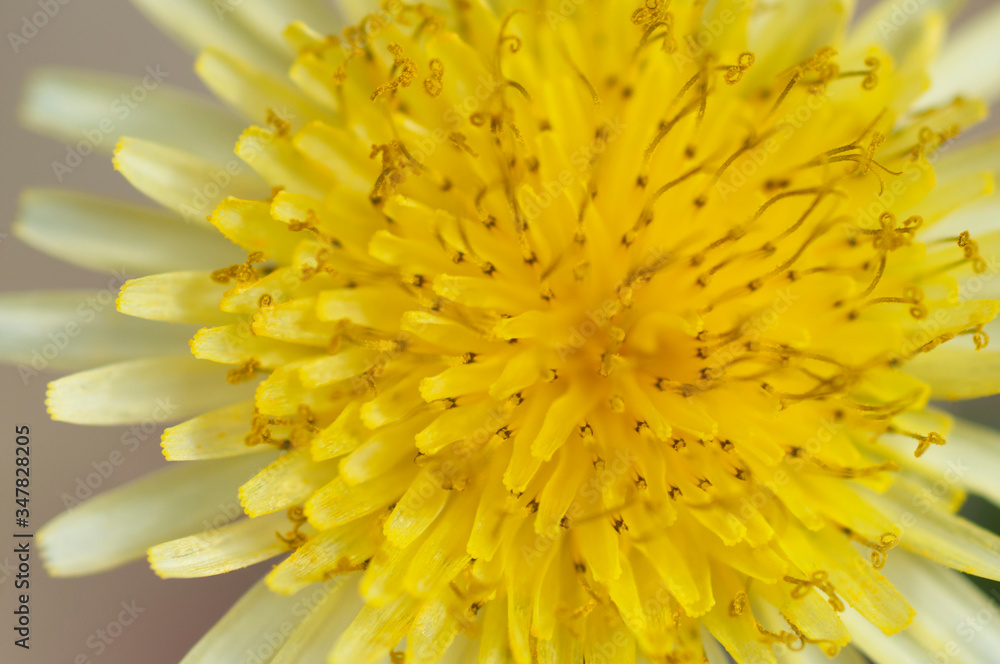 yellow flower macro yellow flower macro