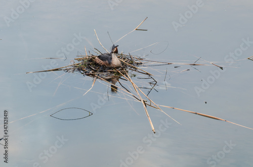 Chomga waterfowl or Grebe, in its habitat on the nest photo