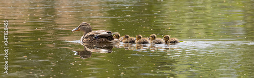 Mallard duck with chicks