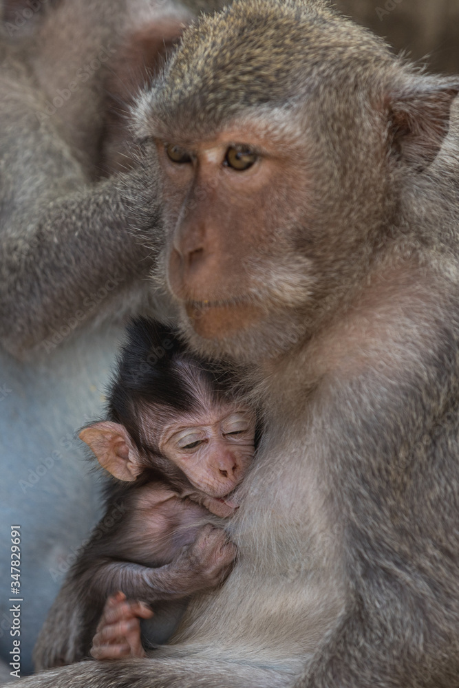 monos monos