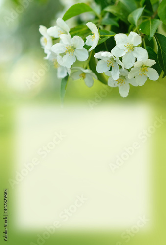 White spring apple flowers macro close up with place for text.