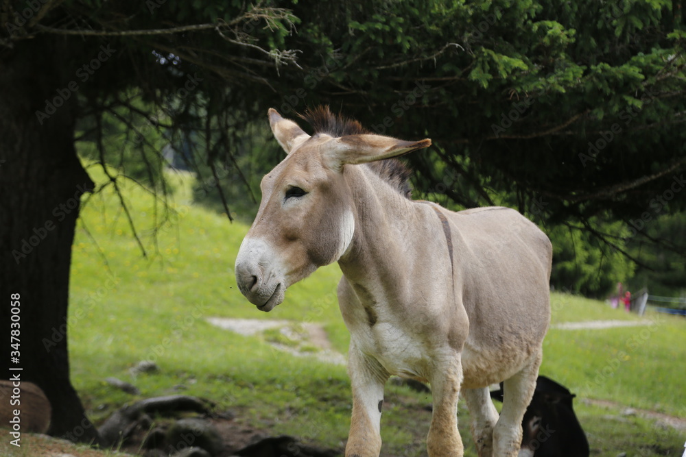 donkey in the pasture. Donkey in a nature reserve. Farm animal in pasture. Farm animal, countryside, domestic mule. donkey in the pasture. Donkey in a nature reserve. Farm animal in pasture. Farm animal, countryside, domestic mule.