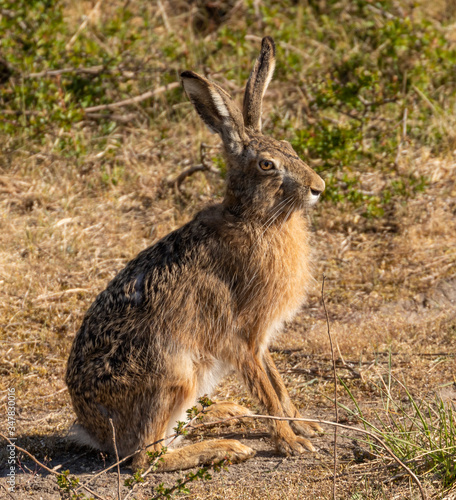 European Hare / Brown hare