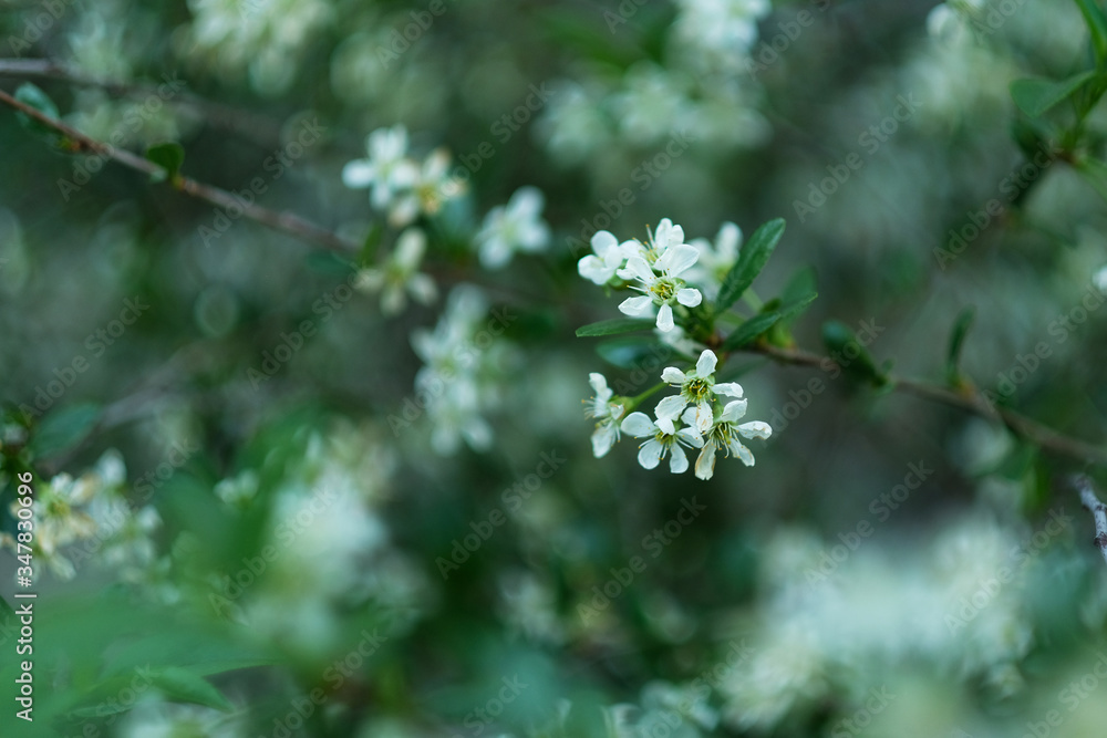 Small white flowers Spiraea cinerea ashen, macro close-up texture floral background. Small white flowers Spiraea cinerea ashen, macro close-up texture floral background.