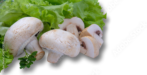 fresh mushrooms on a green lettuce leaf, white insulated background
