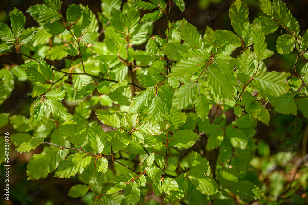 New growth of beech leaves in spring sunshine. A background abstract pattern. New growth of beech leaves in spring sunshine. A background abstract pattern.