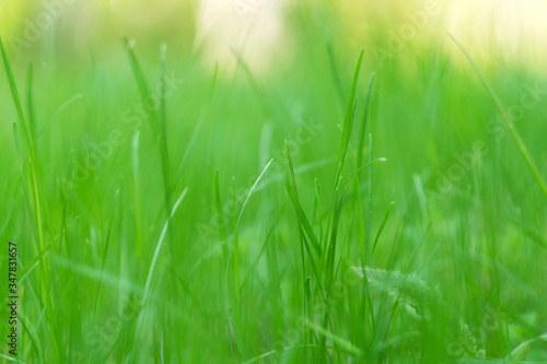 green grass macro close up with blur background